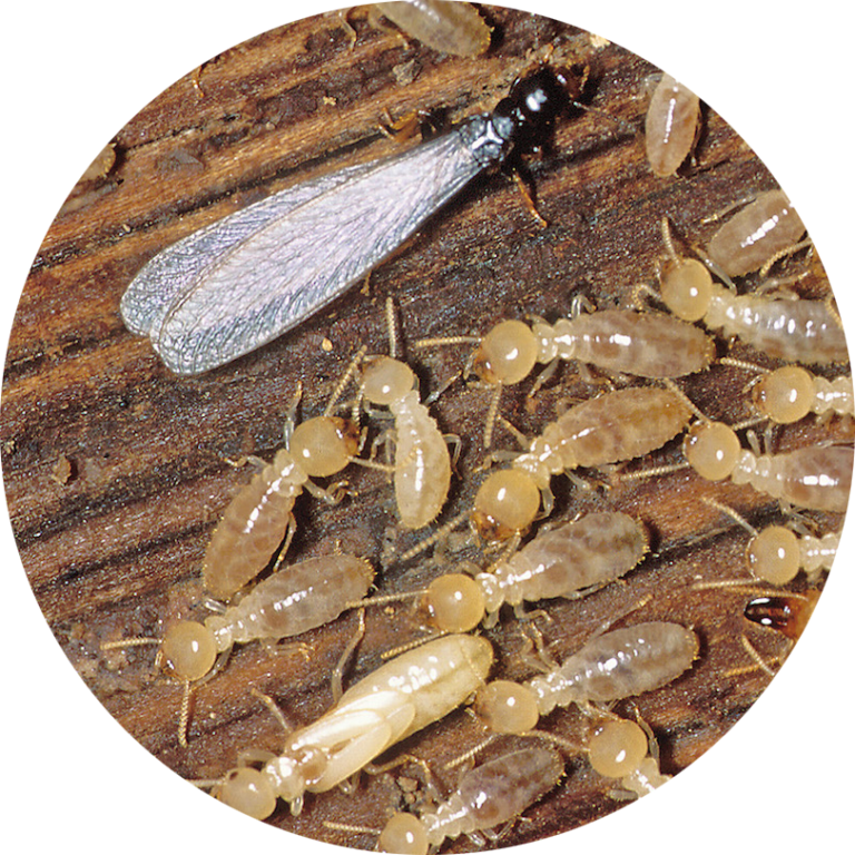 Termite Control Preferred Pest Control