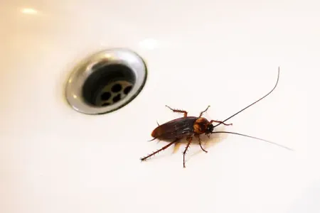 american cockroach