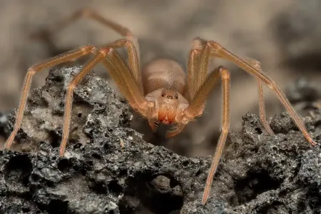 brown recluse spider