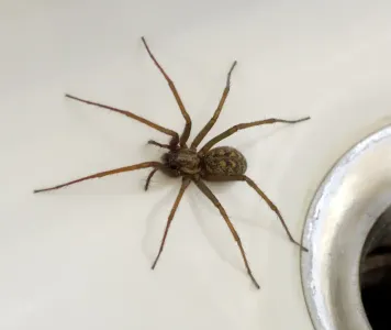 house spider