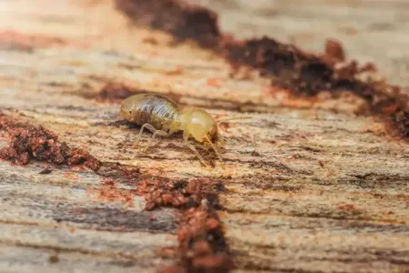 drywood termite