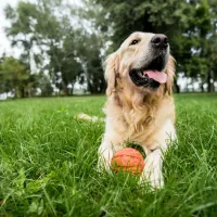 dog on grass with toy ball