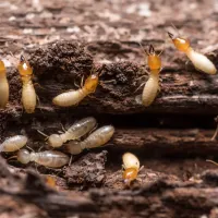 termites