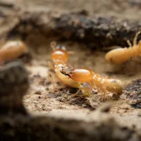 termites