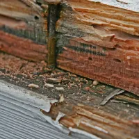 termite damage