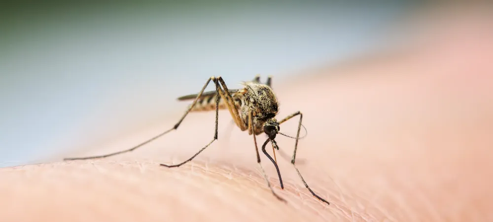 mosquito on skin