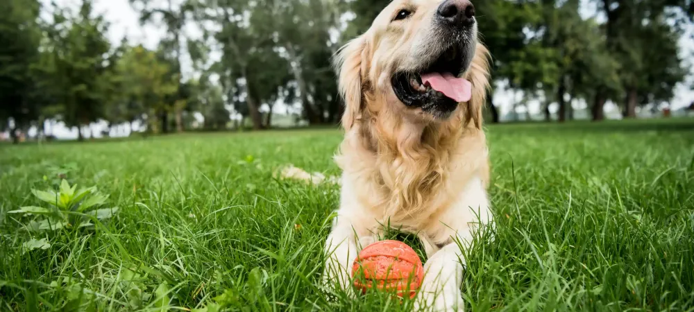dog on grass with toy ball
