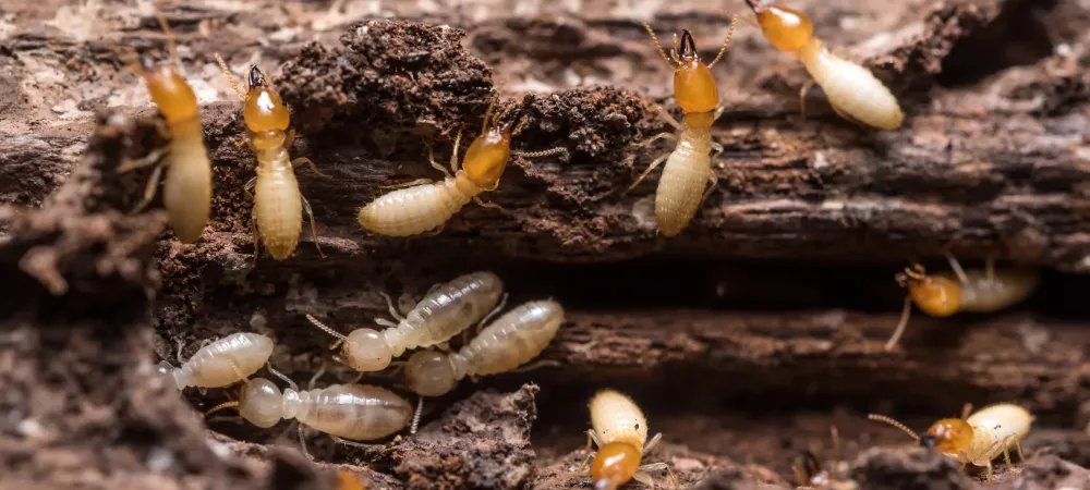 termites