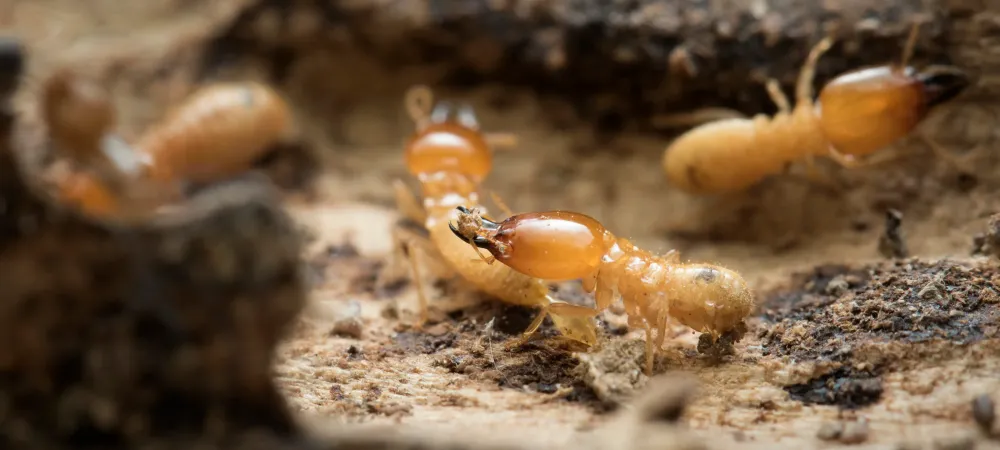 termites