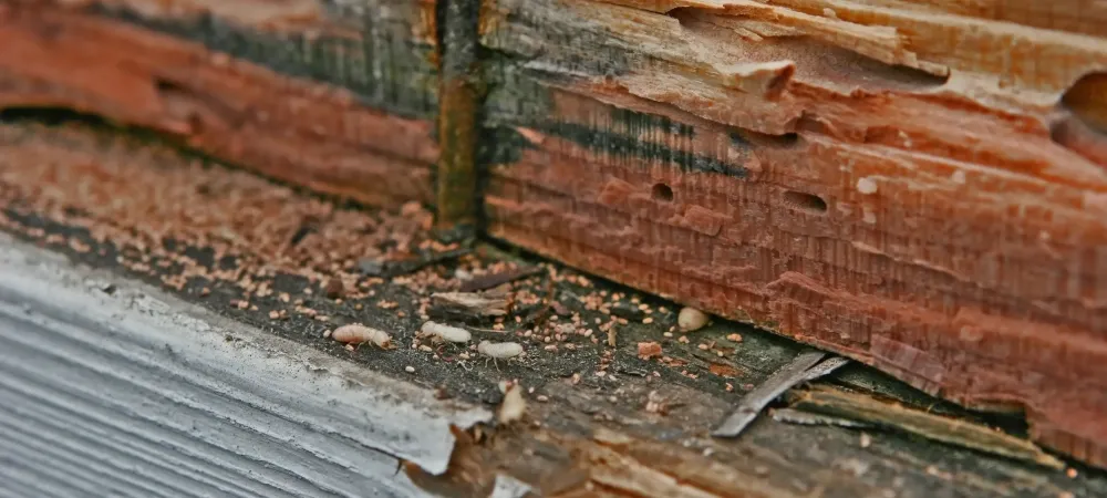 termite damage
