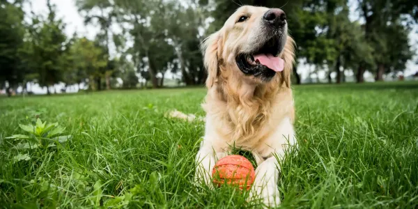 dog on grass with toy ball