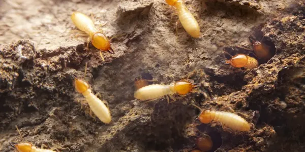 termites