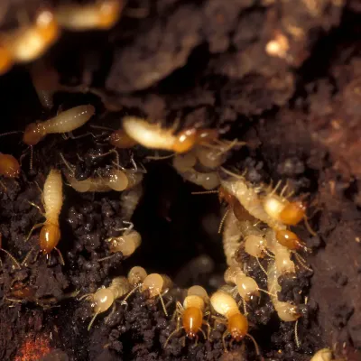 subterranean termites