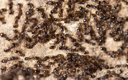 little black ants