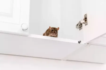 mouse