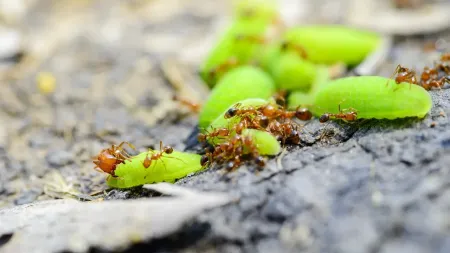 pharoah ants
