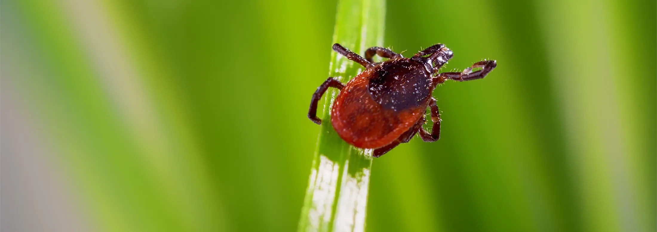 tick on blade of grass