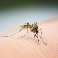 mosquito on skin