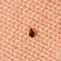 bedbug