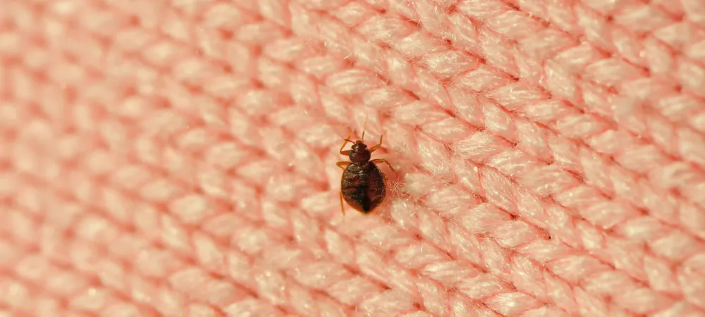 bedbug