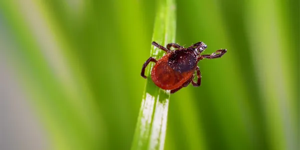 tick on blade of grass