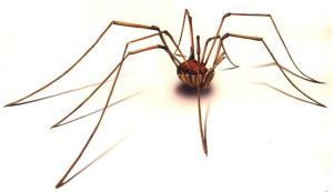 Daddy Longlegs - Preferred Pest Control