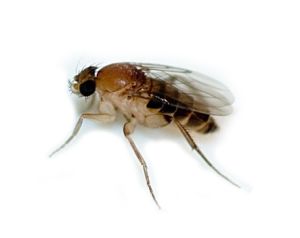 Phorid Flies - Preferred Pest Control