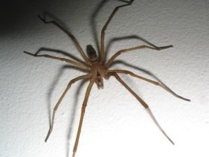female house spider