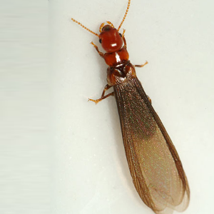 Dry Wood Termite