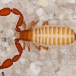 Pseudo-Scorpions