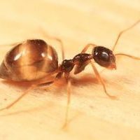 Small Honey Ants