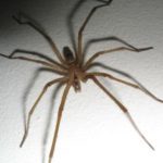 Southern house Spiders