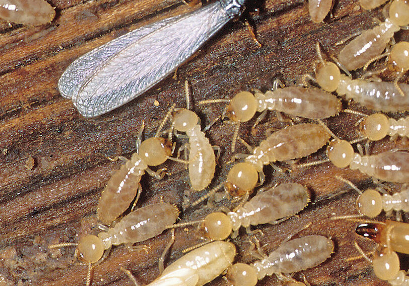 Termite-(Square)
