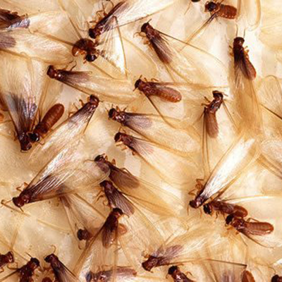 Termite Swarm