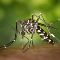 aedes-albopictus-asian-tiger-mosquito-close-up-86722