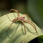 animal-arachnid-biology-362828